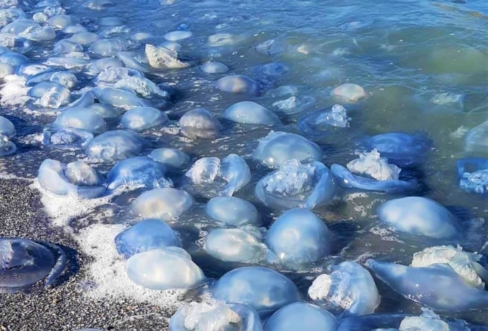 В Кирилловке ищут желающих убирать медуз