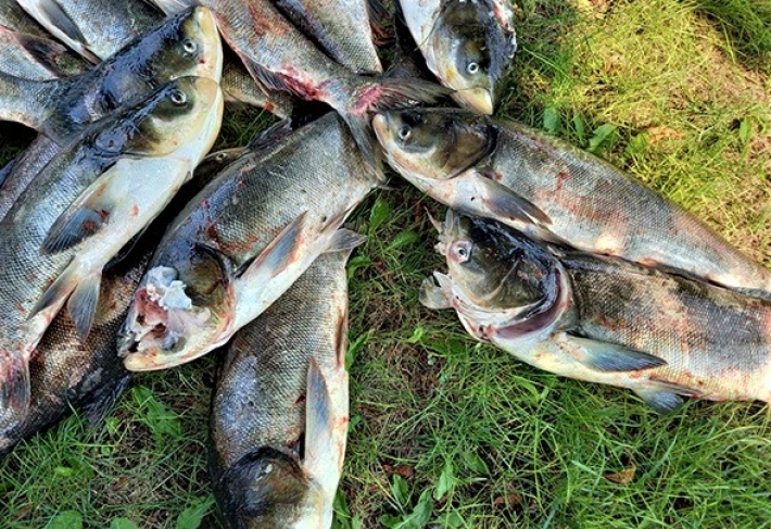 В Запорожье неизвестный изрубил более 4 тонн днепровской рыбы (фото)