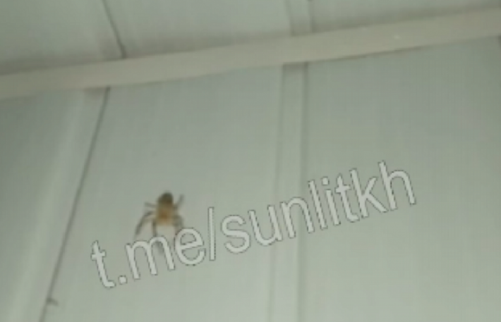 В Кирилловке на смену нашествию медуз пришли огромные пауки (видео)