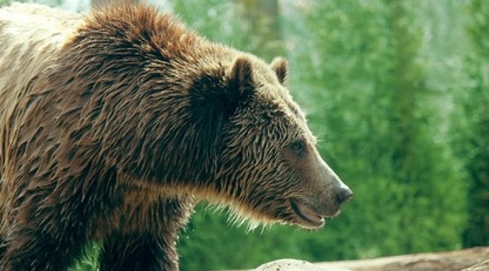 Мужчину неделю преследовал медведь гризли - его спасло чудо