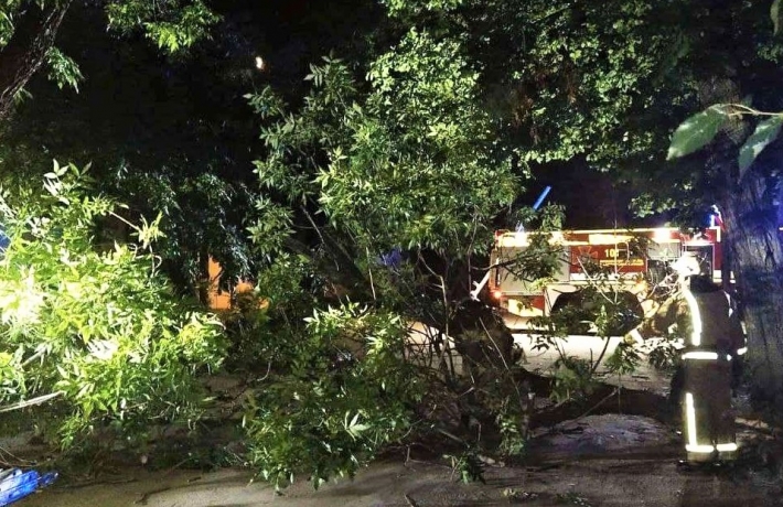 В Запорожской области из-за непогоды дерево упало на дорогу (фото)