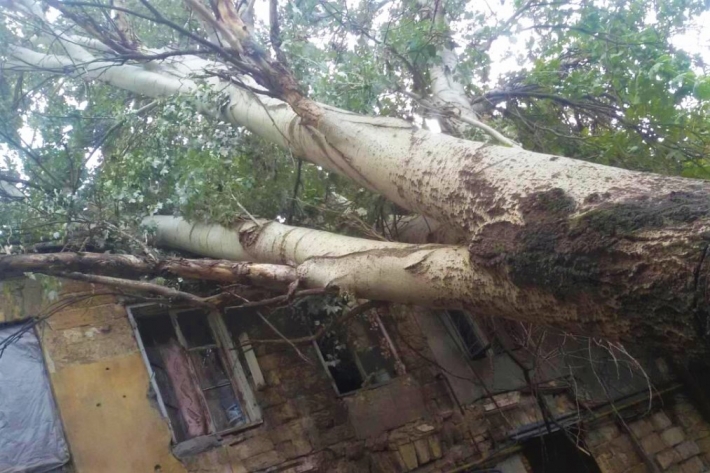 В Запорожской области дерево рухнуло на жилой дом (фото)