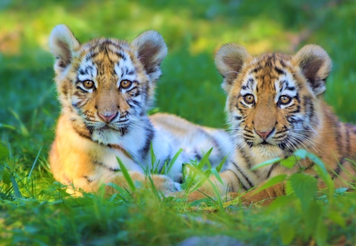 В Мелитопольском зоопарке родились тигрята (фото, видео)