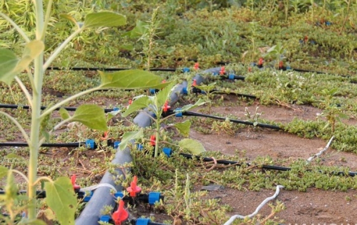 На Херсонщине обнаружили рекордный посев конопли (видео)