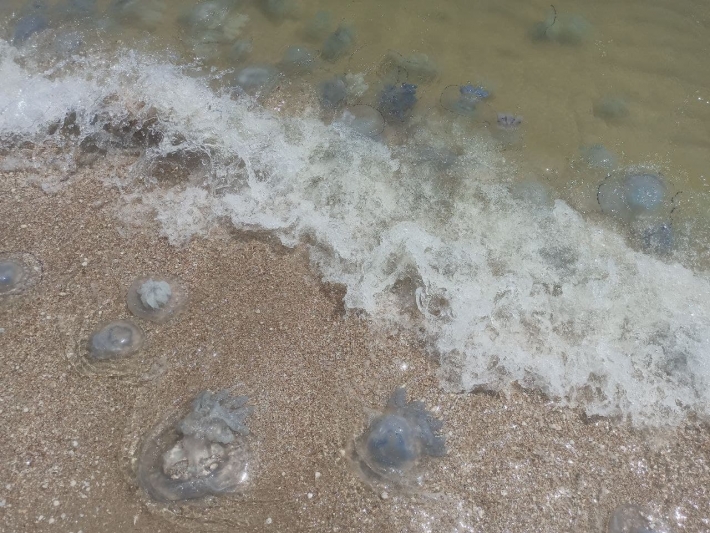Турист обвинил Крымский мост в массовой миграции медуз в Азовское море (видео)