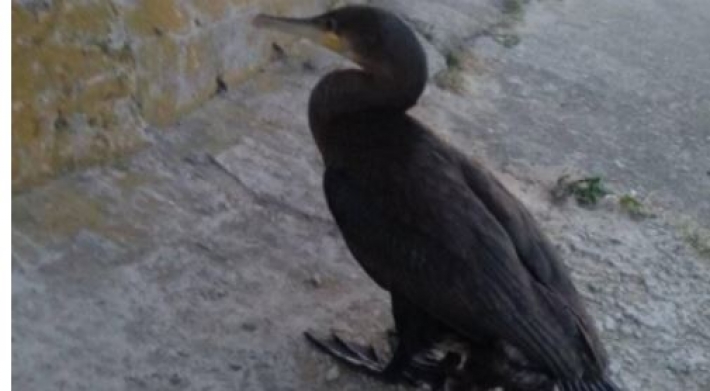 Под Киевом нашли птицу с необычной патологией - у нее четыре лапы: фото