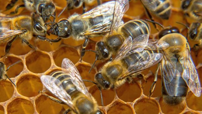 В Мелитополе пчелиный рой поселился в необычном месте (фото)