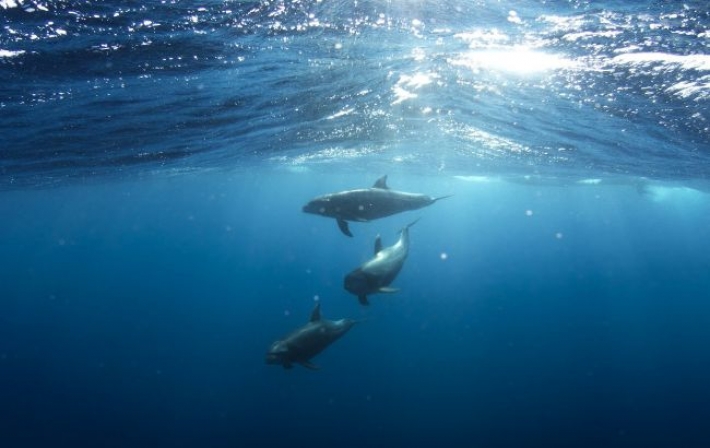 Дельфины устроили шоу в Железном Порту: бросались медузами и гнались за лодкой (видео)