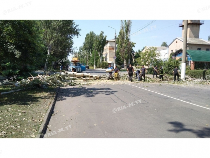 В Мелитополе в безветренную погоду на дорогу рухнул огромный тополь (фото)