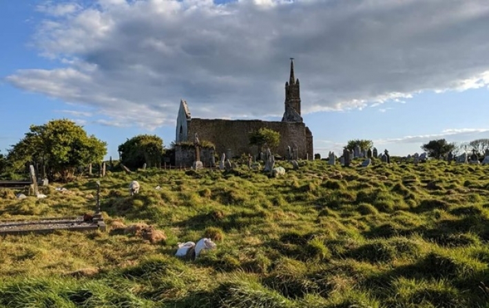В Ирландии историки "наняли" на работу стадо овец (видео)