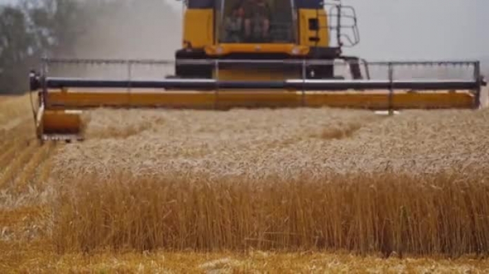 Сдают зерно за бесценок - в Мелитопольском районе аграрии терпят убытки