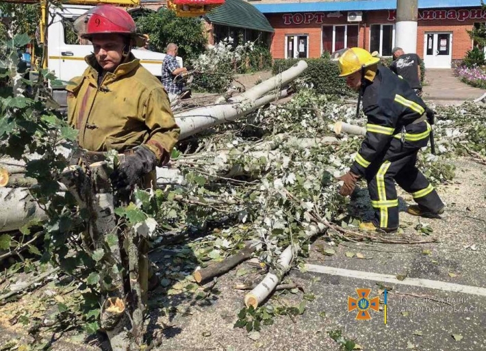 В Мелитополе дерево упало на проезжую часть и заблокировало дорогу