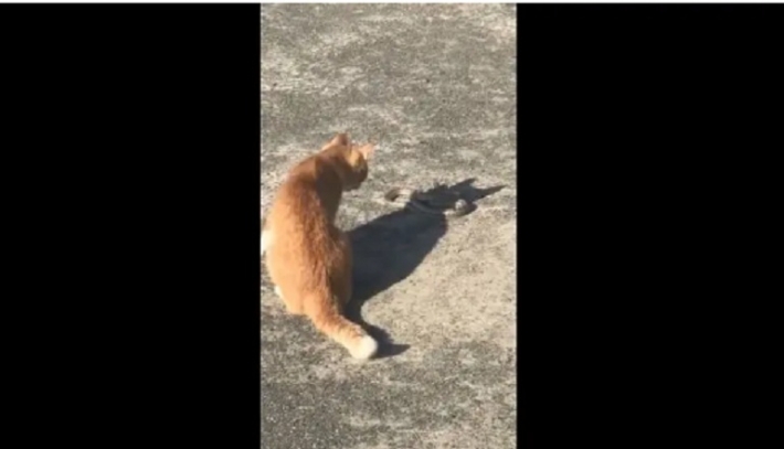 Уличный кот убил сбежавшую из контактного зоопарка змею в Херсоне. Видео