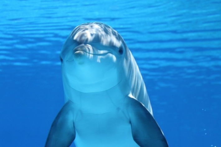 Медуз нет, дельфины есть - вот как теперь выглядит море в Примпосаде (видео)