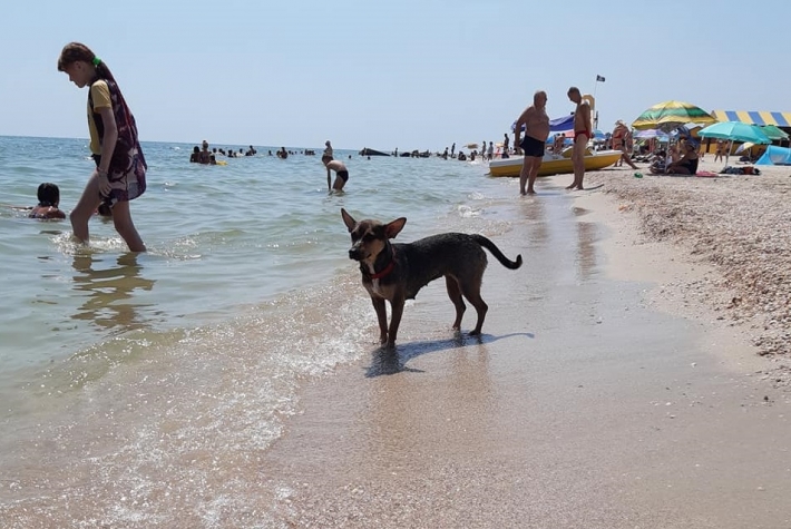 На пляже в Кирилловке потерялась маленькая собака (видео)