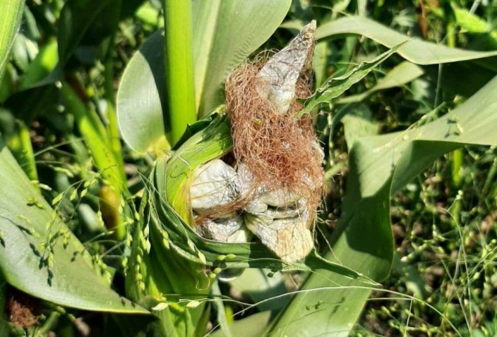 Под Мелитополем погибла половина урожая кукурузы - посевы уничтожил грибок (фото)