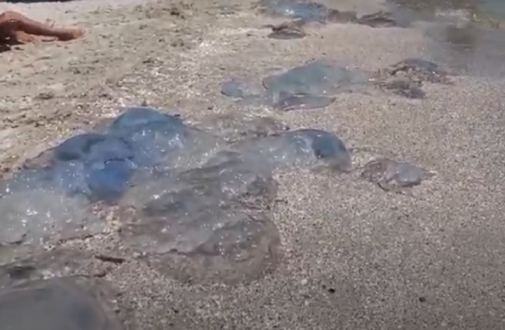 Рано радовались - туристы показали, во что превратился берег моря в Кирилловке за один день (видео)
