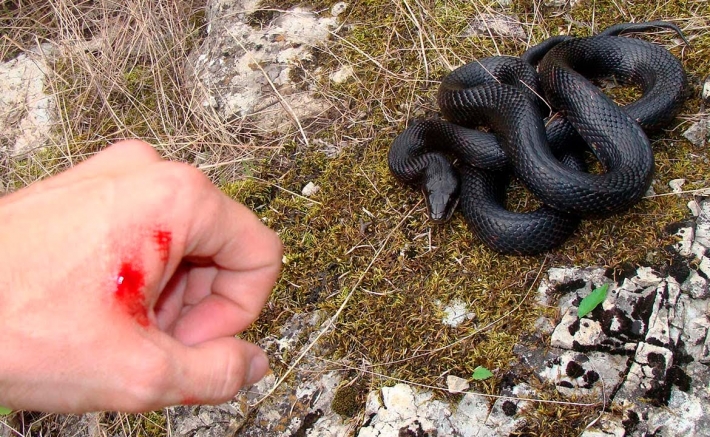 Запорожская область первая по количеству укушенных змеями