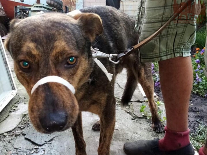 В Запорожье собаку, которая убила женщину, волонтеры взяли под защиту