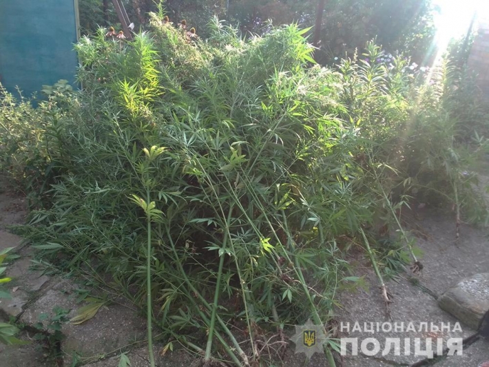 В Запорожской области уничтожили наркопосев из 80 кустов конопли