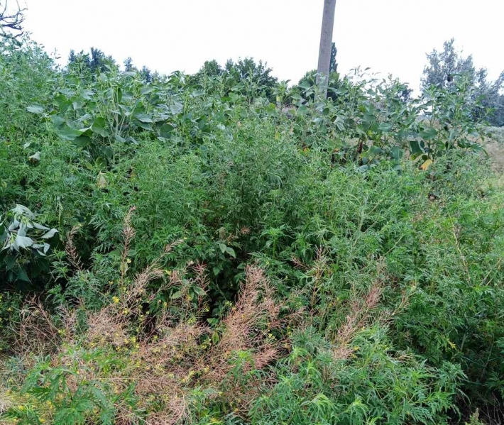 Царство амброзии - жители Мелитополе не могут добиться покоса опасной травы (фото, видео)