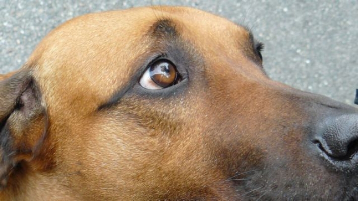 В Мелитополе ищут хозяина для добродушной собаки с грозной внешностью