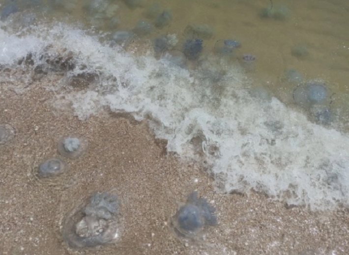 В Кирилловке снова нашествие медуз (видео)