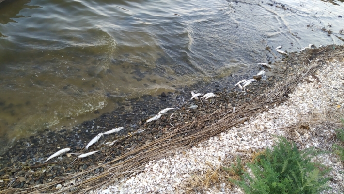 Берег Молочного лимана усыпан мертвой рыбой (фото, видео)