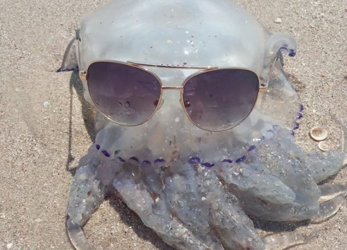 В Кирилловке медуза едва не "съела" женщину (фото)