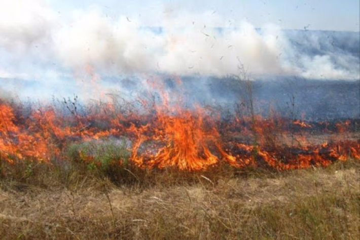 В Запорожской области загорелась сухая трава - травмировалась женщина