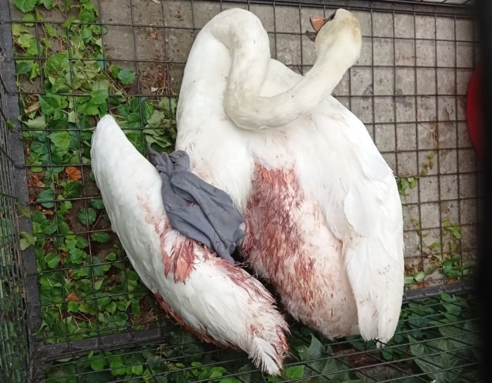 В Запорожской области подстрелили лебедя (фото)