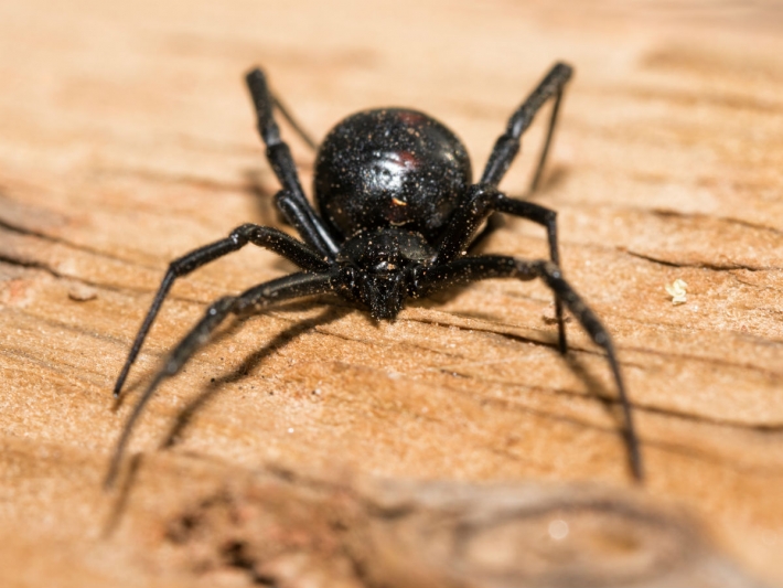Жительница Мелитополя обнаружила в огороде огромного ядовитого паука