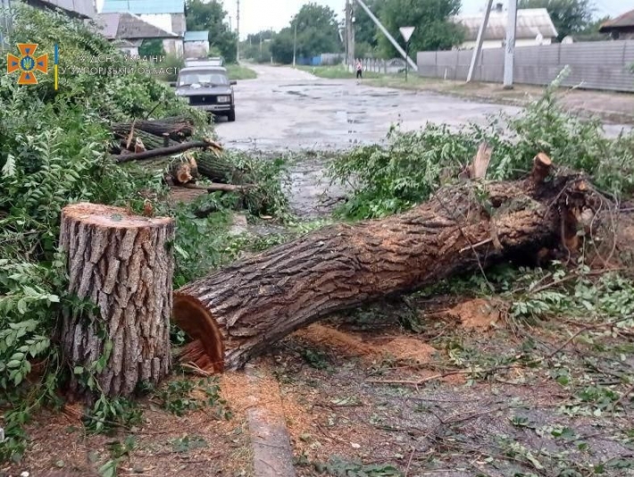 В Запорожской области после грозы рухнуло 12 деревьев