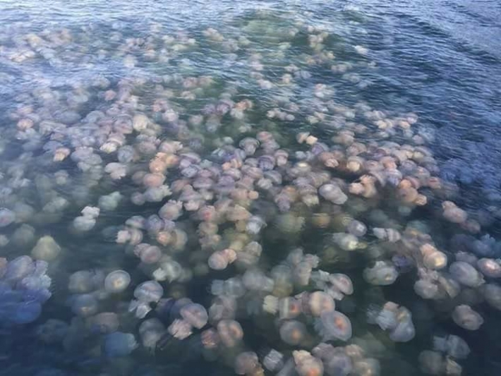 Прогулка на катамаране в Кирилловке - миллион медуз за бортом (видео)