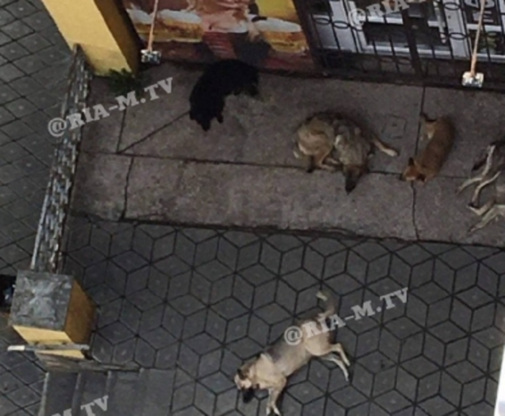 В Мелитополе стая бродячих собак держит в страхе весь район (фото)