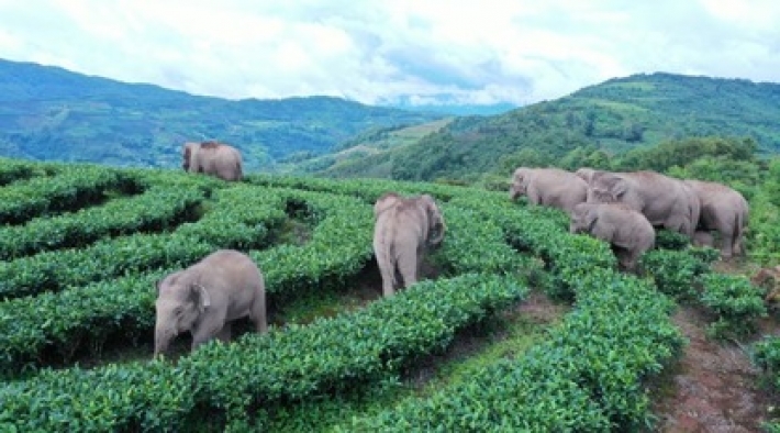 Из-за стада сбежавших слонов в Китае эвакуировали 150 тысяч человек