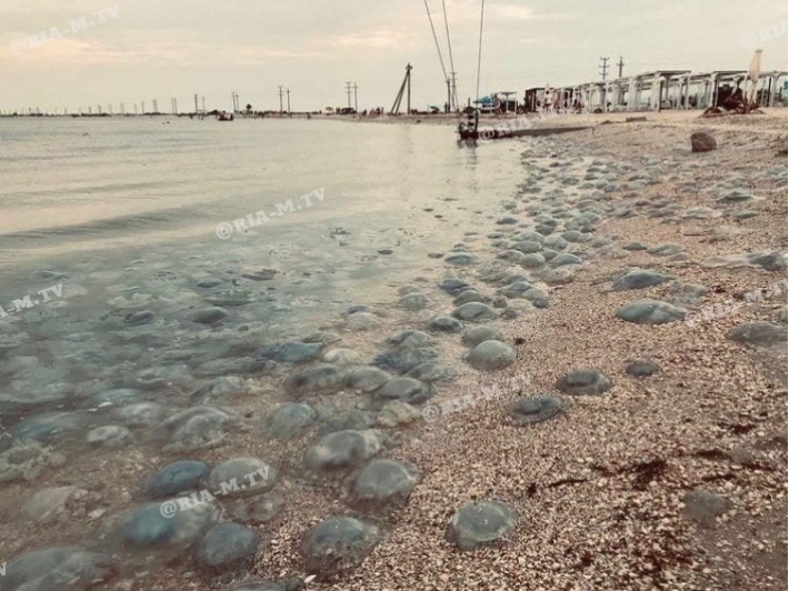 Ситуация с медузами в Кирилловке сегодня - воды возле берега не видно (видео)