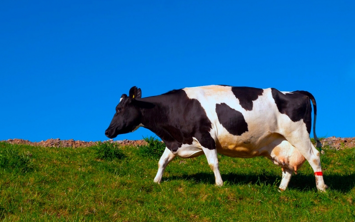 В Мелитопольском районе ищут убийцу коровы