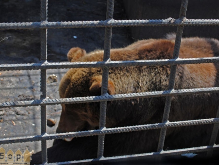 Медведи из запорожского зоопарка уедут заграницу