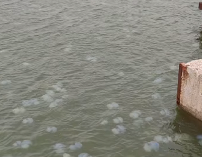 Зрелищное видео – полчища медуз из Молочного лимана уходят в Азовское море