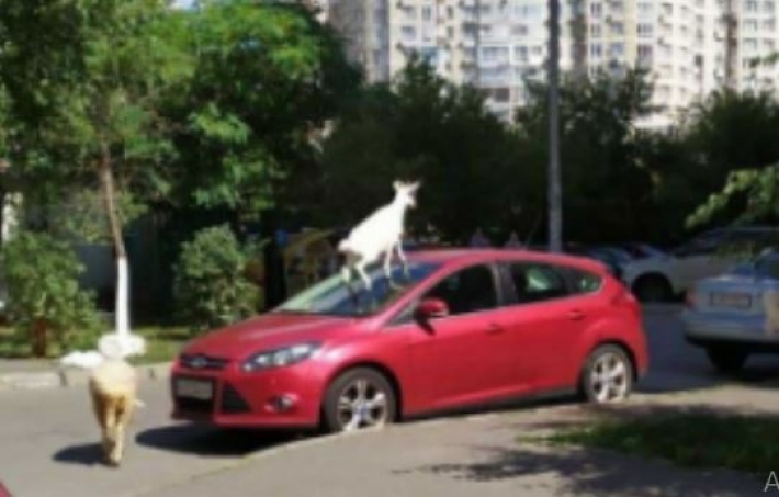 Уж лучше голуби: в Киеве на крыше авто заметили неожиданного рогатого "гостя", фото