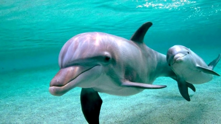 Дельфины вызвали восторг у отдыхающих в Кирилловке (видео)