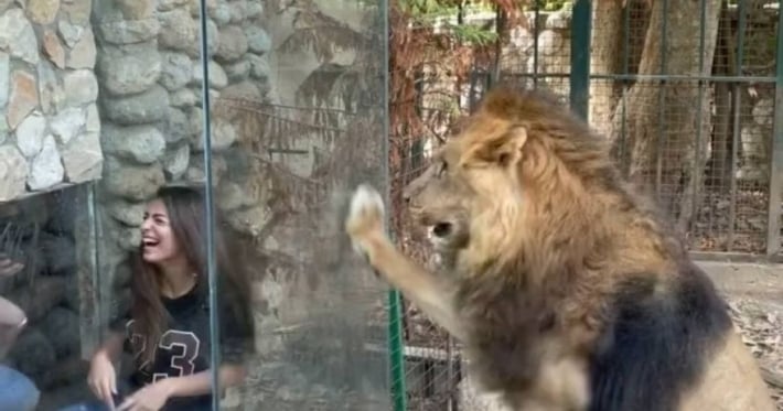 Дразнят льва и позируют на камеру, пока тот сходит с ума в вольере: в зоопарке Ливана придумали жестокое "развлечение"
