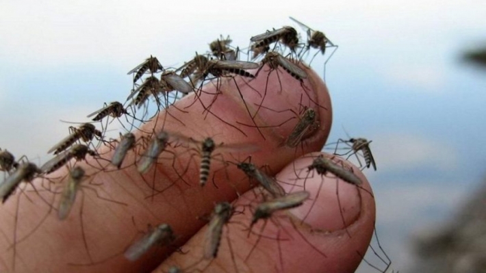 В Кирилловке отдыхающие "воюют" с комарами - что говорят в поссовете (видео)