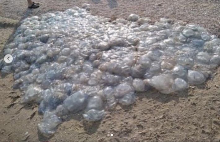 В Кирилловке появилось медузное сердце (фото)