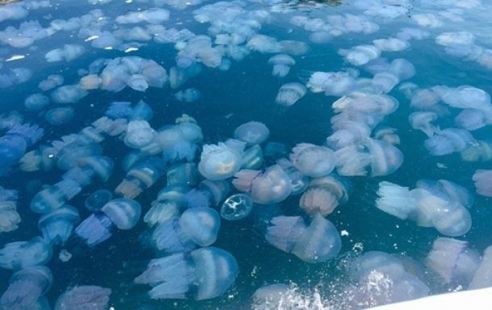 Ученый рассказал, почему медузы не уйдут из Азовского моря даже зимой