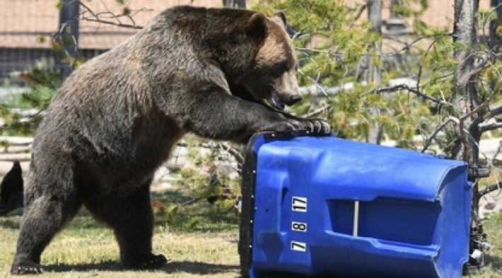Медведь залез в мусорный бак и напугал американца - тот решил добиваться компенсации в суде