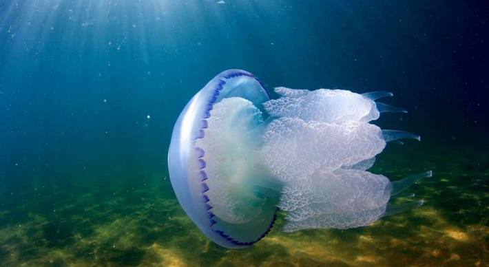 Что нужно и что нельзя делать после ожога от медузы: советы туристам