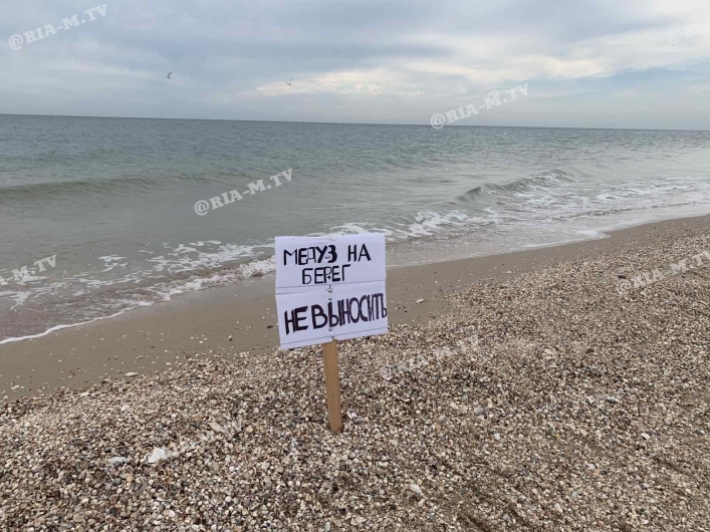 В Кирилловке отдыхающим запретили выносить медуз на берег (фото, видео)