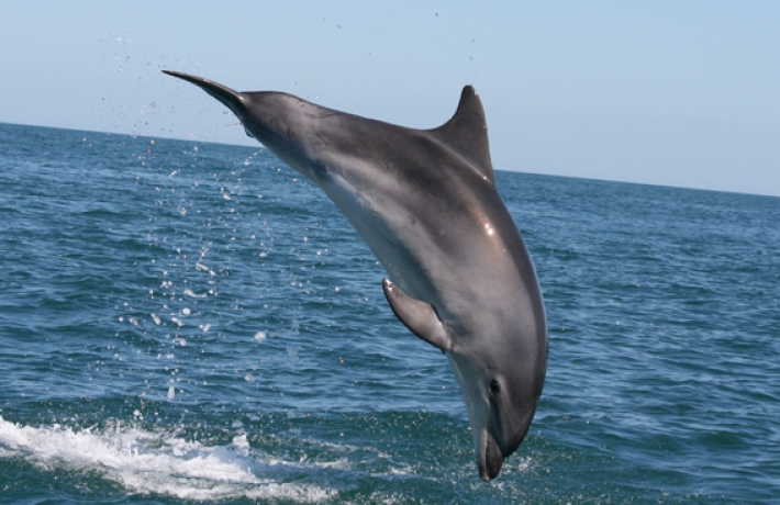 В Кирилловку после ливня приплыли дельфины (видео)